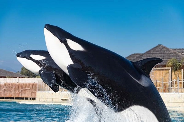 Entrée Marineland moins chère : à partir de 24,90€ (valable jusqu’au 31 mai)