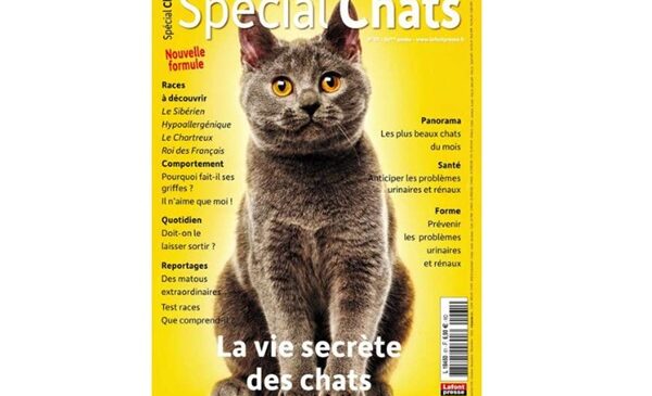 🚀Abonnement magazine Spécial Chats pas cher : 16€ les 8 numéros au lieu de 55€