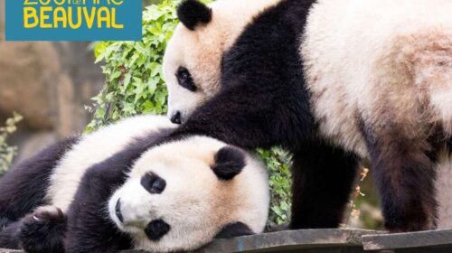 Promotion séjour ZooParc de Beauval (hôtel + entrée)