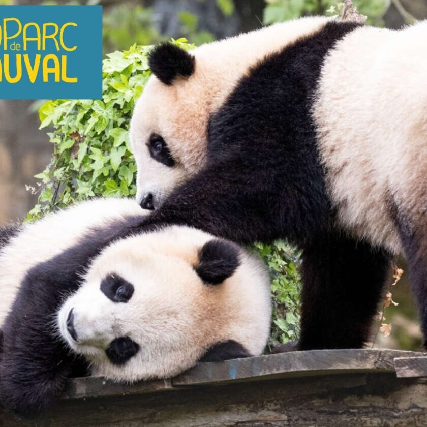 Promotion séjour ZooParc de Beauval (hôtel + entrée)