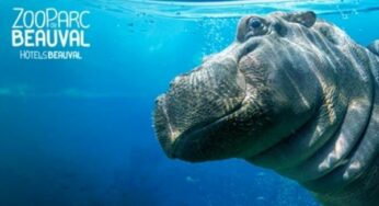 Vente privée : séjournez au ZooParc de Beauval avec des réductions exceptionnelles