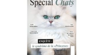Abonnement magazine Spécial Chats pas cher 24€ les 8 numéros au lieu de 55€