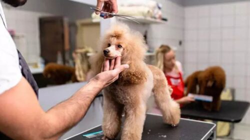 Formation toilettage canin en ligne : le guide ultime du toilettage à 39,90€ au lieu de 299€