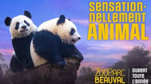 ZooParc de Beauval pas cher ! seulement 32,30€ l’entrée 1 jour, 49€ les 2 jours