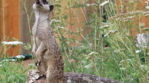Bon plan Zoo Exoticamis : des entrées en famille à prix réduit