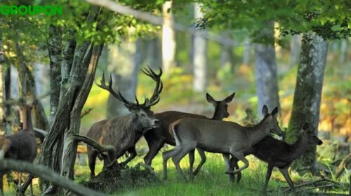 Parc Animalier de Boutissaint : Entrée avec réduction