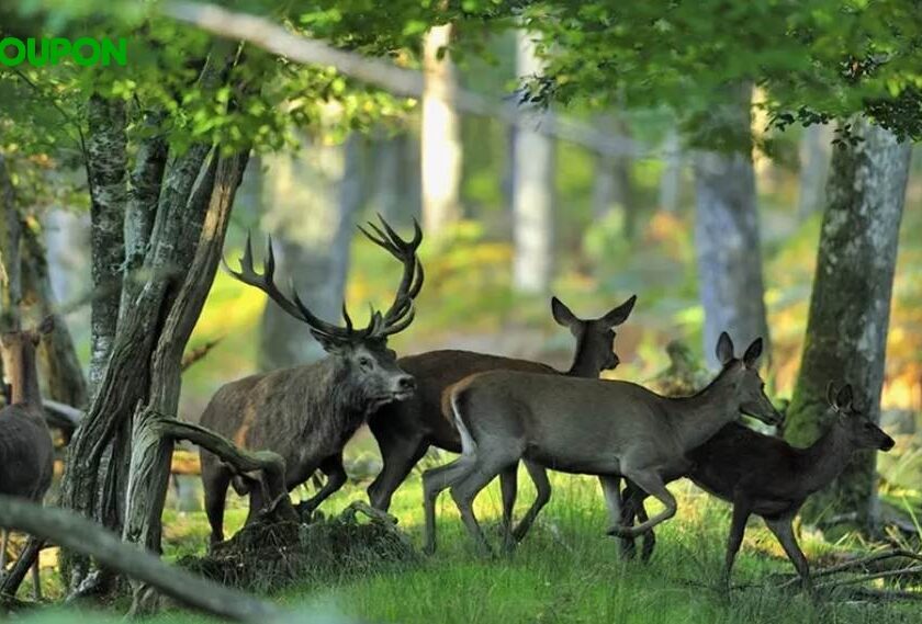 parc animalier de boutissaint entrée avec réduction