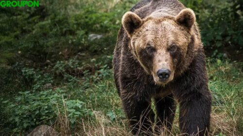 Parc’Ours : une visite en famille à prix réduit au cœur des Pyrénées