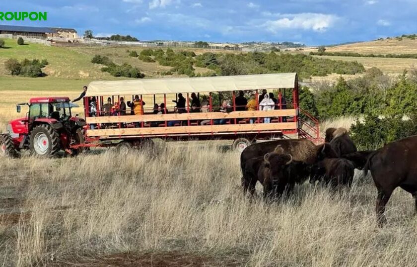 Visite d’un ranch de bisons pas cher : découvrez Randals Bison en chariot visite d’un ranch de bisons pas cher