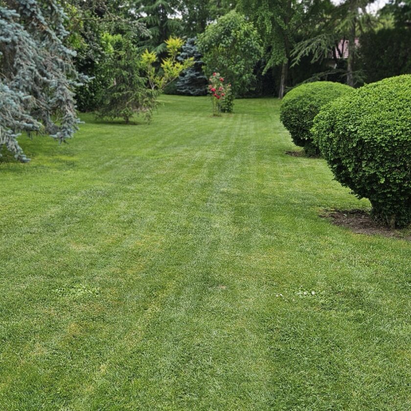 coupe parfaitement droite (4)