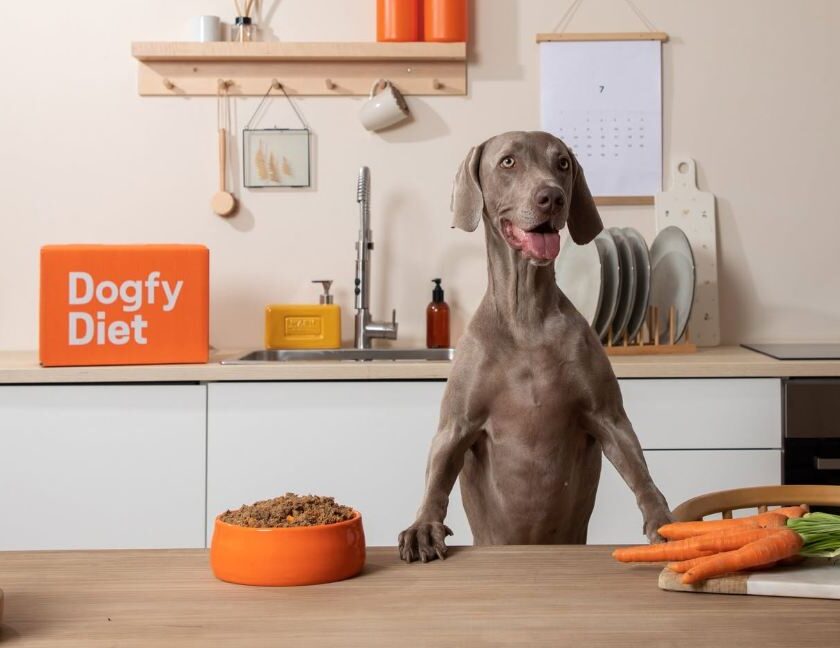 Dogfy Diet : −50 % sur la box d’essai + un sachet de snack offert dogfy diet −50 % sur la box d'essai